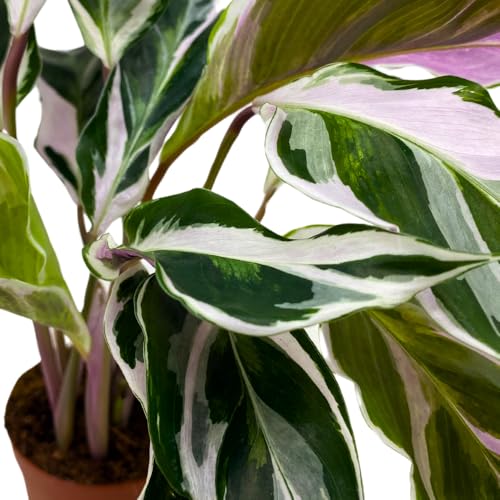 BubbleBlooms Calathea Stella White Fusion Variegated in a 2 inch Pot Tiny Minie Pixie Plant
