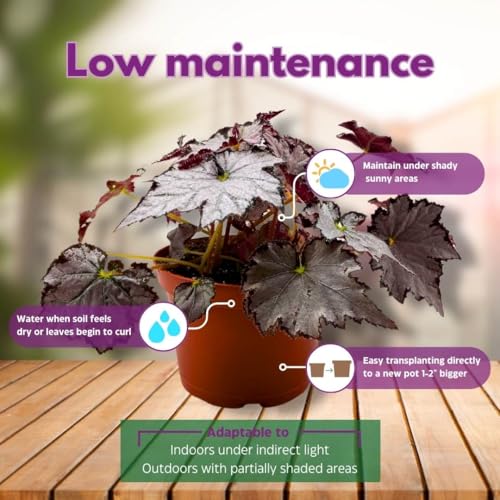 Harmony Foliage Begonia Sierra Silver Mist 4 inch Rhizomatous