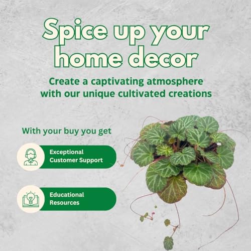 Strawberry Begonia, 4 inch, Saxifraga stolonifera, Legacy Heritage House Plant