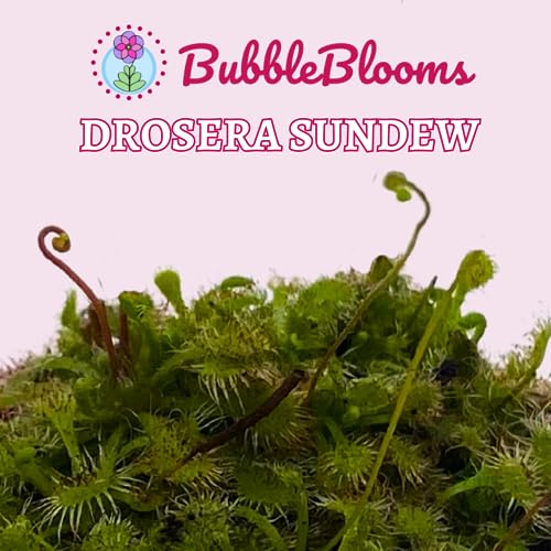 BubbleBlooms Drosera, Sundews, Rare Carnivorous Plant, in 2 inch Pot Capensis Cape