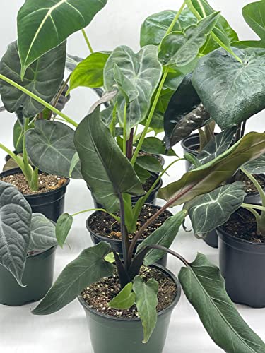 BubbleBlooms Alocasia Assortment Set, 4 inch pots, 10 Different Alocasias Frydek, Black Velvet, Maharani, Regal Shield, Bambino, Tiny Dancer, Serendiptiy