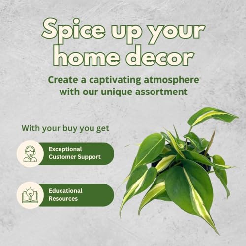 BubbleBlooms Philo Silver Stripe, 4 inch Variegated Philodendron Hederaceum Cordatum Heartleaf