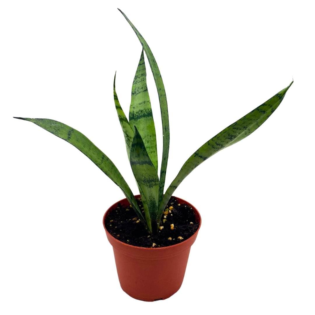 BubbleBlooms Sansevieria Silver Princess 4 inch Rare Sansevieria trifasciata Hybrid Snake Plant