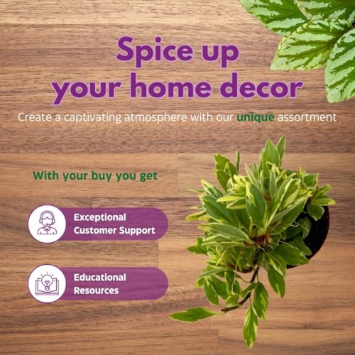 Harmony Foliage Columnea Variegated Light Prince in a 4 inch Pot