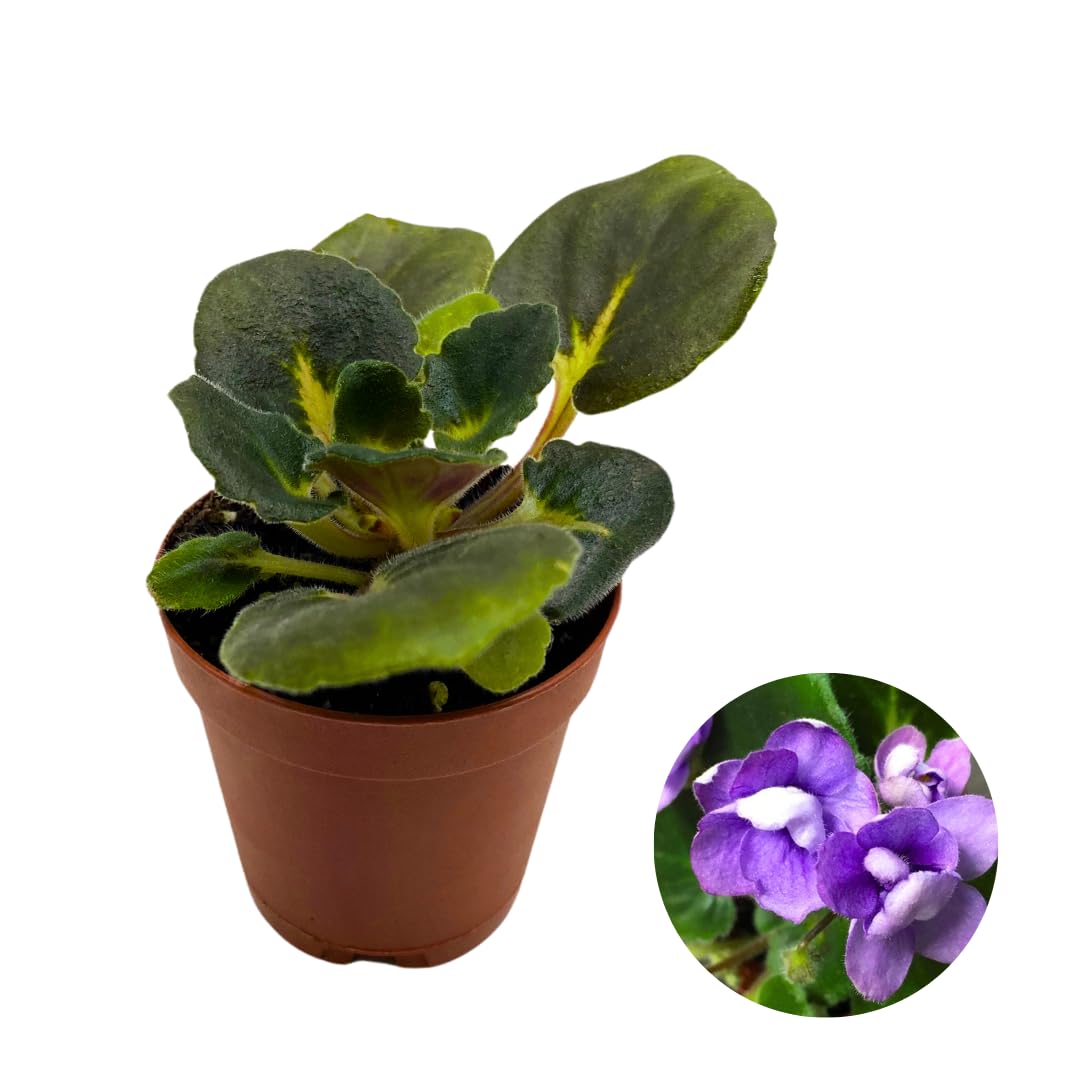 Harmony Foliage Mini African Violet Mini Minx, 2 inch Purple Flower