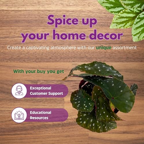 Harmony Foliage Harmony's Crinkle Dot Angel Wing Cane Begonia 4 inch