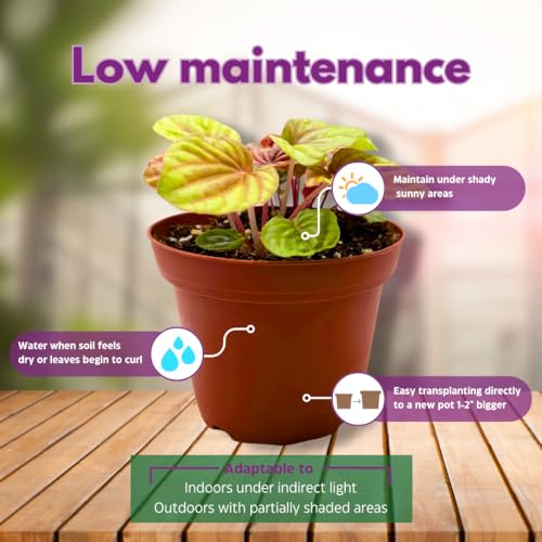 Harmony Foliage Peperomia Quito 4 inch Bright Orange Pep