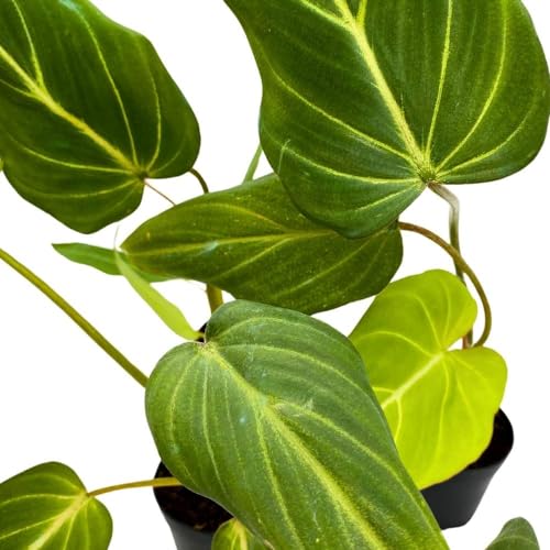 BubbleBlooms Philodendron Gloriosum, 2 inch Set of 3, Rare Philo Tiny Mini Pixie Plants