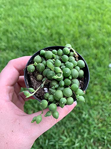 rosary plant house BubbleBlooms String of Pearls, Beads, peas Senecio rowleyanus Curio Rosary Plant in 2 inch Pot