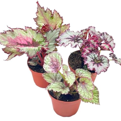 BubbleBlooms Harmony's Begonia Rex Assortment, Cold Pastel Winter Colors, 3 Different Begonias in 4 inch pots