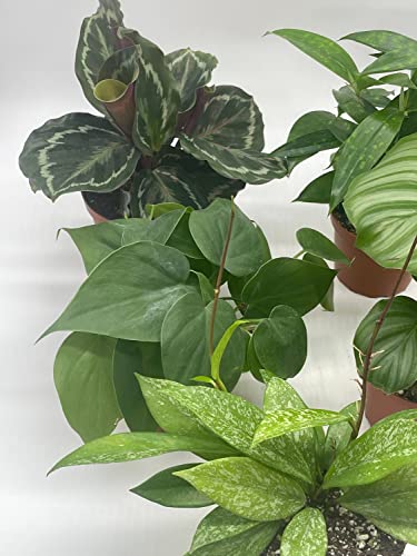BubbleBlooms Premium Indoor Foliage Assortment, 5 Different Leafy House Plants in 4 inch pots