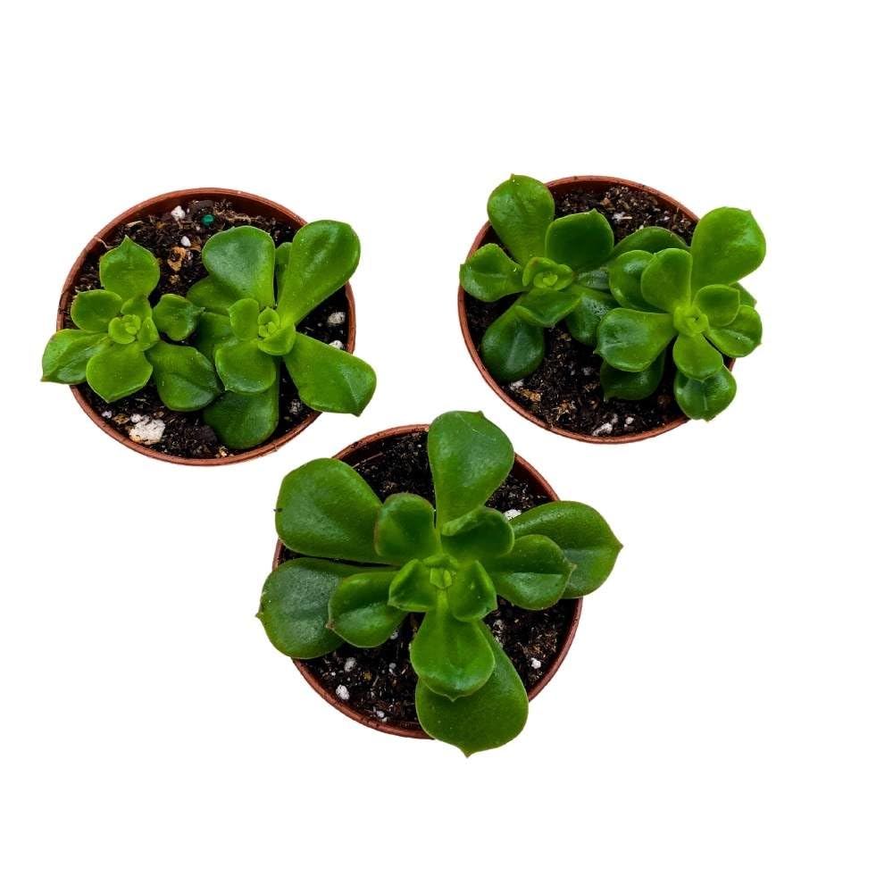 Echeveria Emerald Ripple, 2 inch Set of 3, Garden Succulents Tiny Mini Pixie