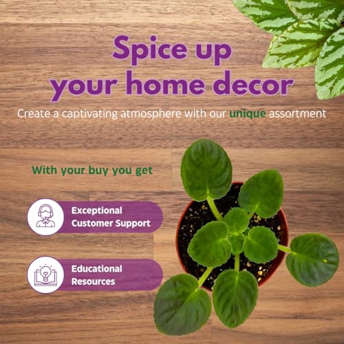 Harmony Foliage African Violet VaT Light in The Night 4 inch Blue Flower White Edge