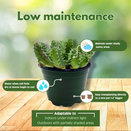 BubbleBlooms Lifesaver Huernia Zebrina, Starfish Stapelia Cactus, Live in a 4 inch Pot