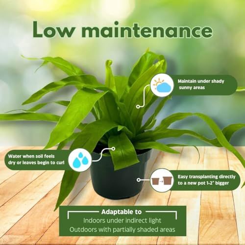 BubbleBlooms Bird Nest Fern, Nidus, 4 inch Asplenium Nidus, Bird's Nest