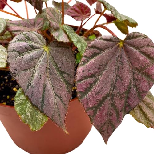 Harmony Foliage Harmony's Stormy Sunset Rhizomatous Begonia 6 inch Pink Rhizo