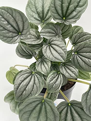 Generic Emerald Ripple Peperomia, Emerald Ripple Pepper, Platinum, Ivy-Leaf Peperomia, Green Ripple Peperomia, Peperomia caperata Yunck,4 inch Small