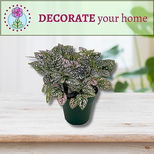 Hobby Gift Exclusif Medium Couture Craft Hobby Boîte de Rangement Hobby Gift Exclusif Medium Couture Craft Hobby Boîte de Rangement