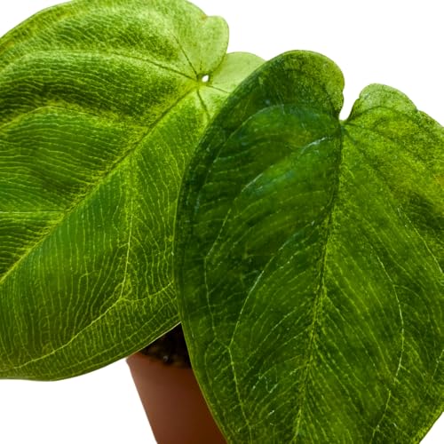 BubbleBlooms Syngonium Chapense in a 2 inch Pot Tiny Minie Pixie Plant