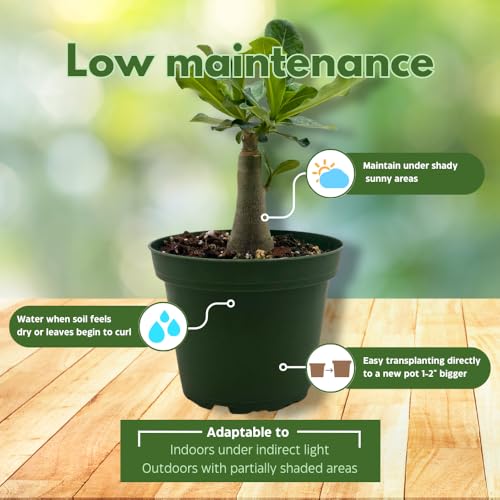 BubbleBlooms Desert Rose Wasabi in a 4 inch Pot Extremely Rare Flower