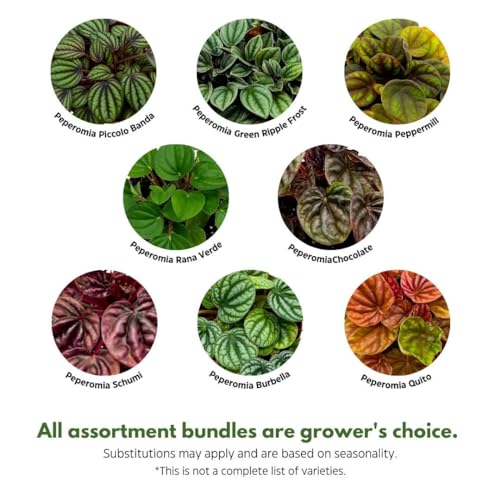 Harmony Foliage Ripple Peperomia Assortment in 4 inch pots 15-Pack Bulk Wholesale