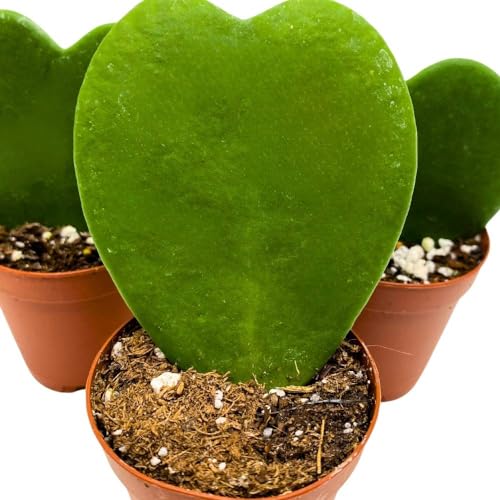 BubbleBlooms Green Hoya Kerrii, 2 inch Set of 3, Sweetheart Plant Valentine Tiny Mini Pixie Plants