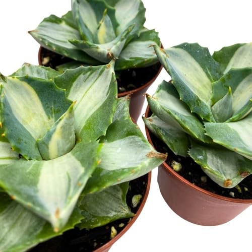 BubbleBlooms Agave Mediopicta Albo Variegated Rare Aloe Set of 3 in 2 inch pots