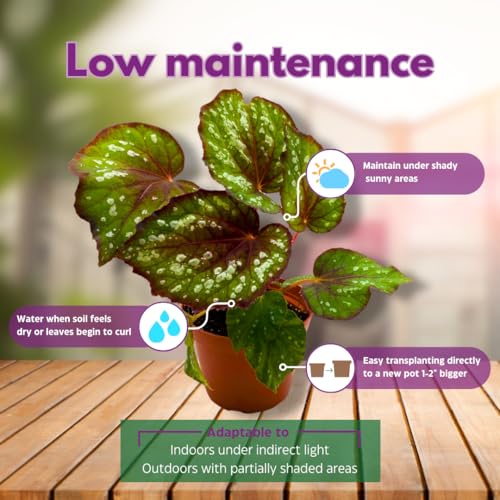 Harmony Foliage Helen Lewis Begonia Rex 4 inch Red Green White