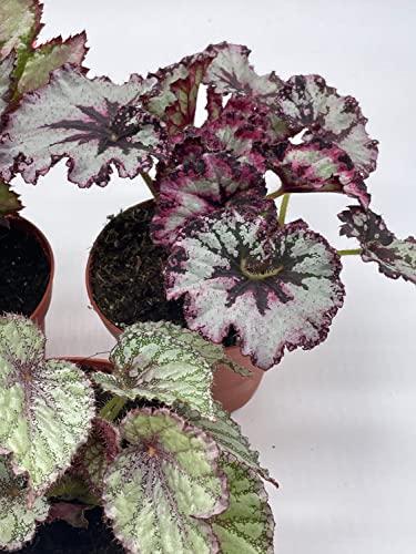BubbleBlooms Harmony's Begonia Rex Assortment, Cold Pastel Winter Colors, 3 Different Begonias in 4 inch pots