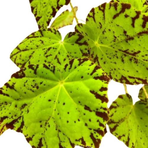 Harmony Foliage Begonia Golden Swallowtail 4 inch Rhizomatous