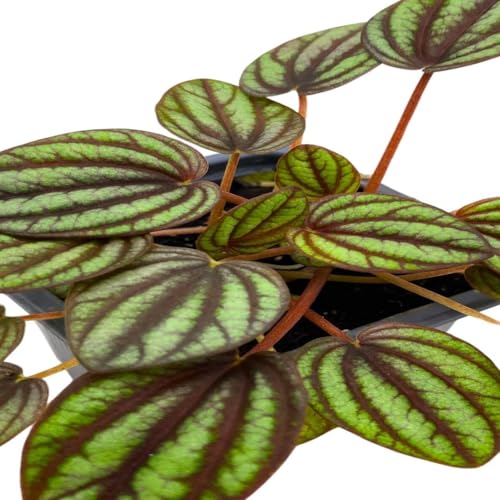 Harmony Foliage Peperomia Piccolo Banda Ripple in a 3 inch Pot
