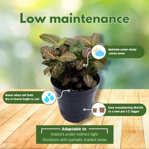 BubbleBlooms Pink Crinkle Frankie Fittonia Albivenis Nerve Plant in a 4 inch Pot Silver Net Leaf, Mosaic Jewel Creeping Indoor Plant Argyroneura