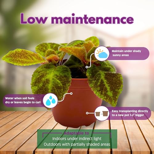 Harmony Foliage Episcia Green Emerald Velvet Flame Violet 4 inch