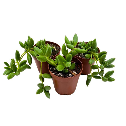 BubbleBlooms String of Bananas Set of 3 in 2 inch pots Tiny Mini Pixie Plant