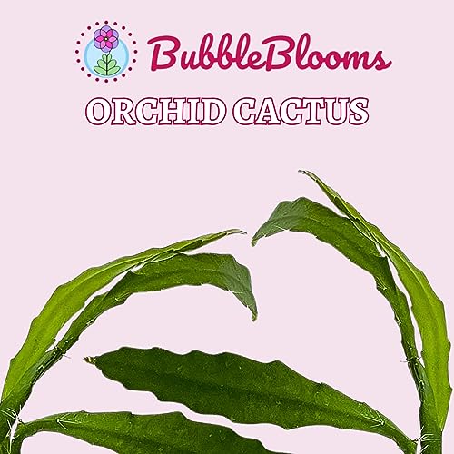 BubbleBlooms Epiphyllum Orchid Cactus in a 4 inch Pot Disocactus ackermannii,