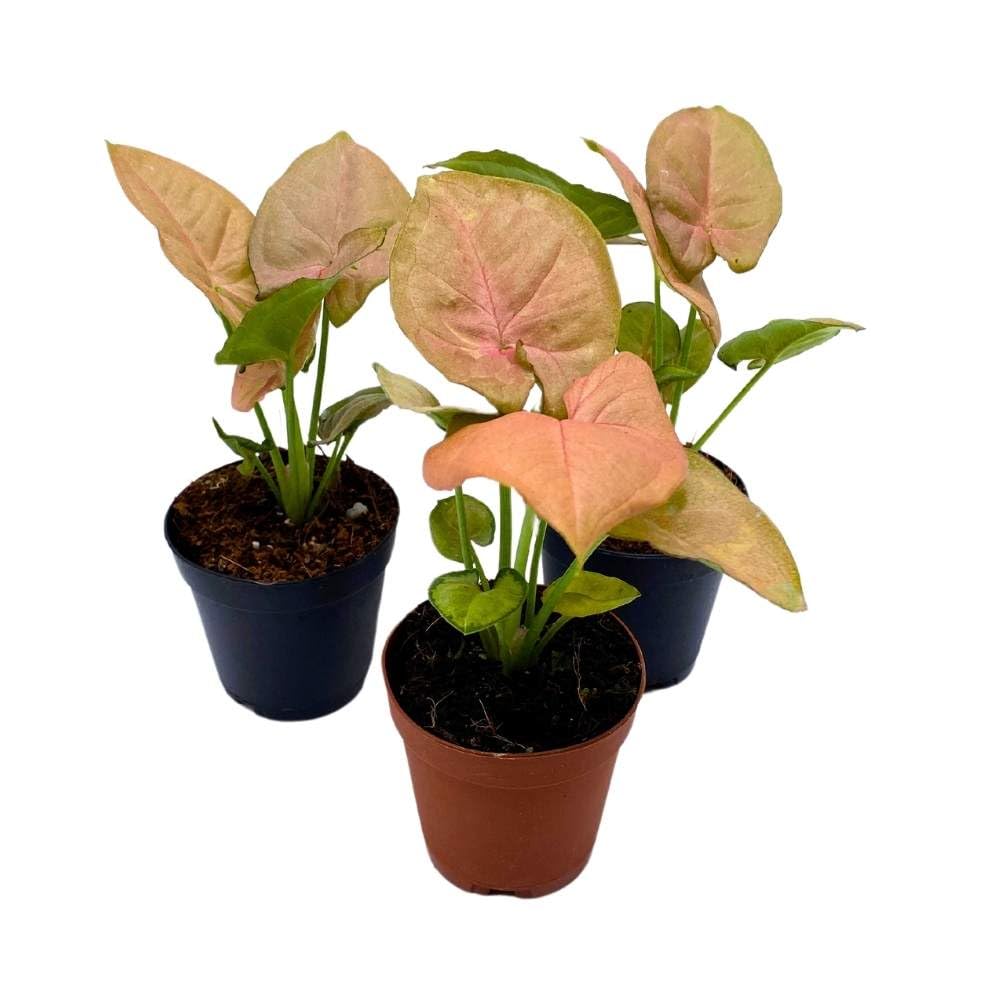 Syngonium Neon Pink, 2 inch Set of 3, Strawberry Princess Arrowhead Vine Tiny Mini Pixie Plants