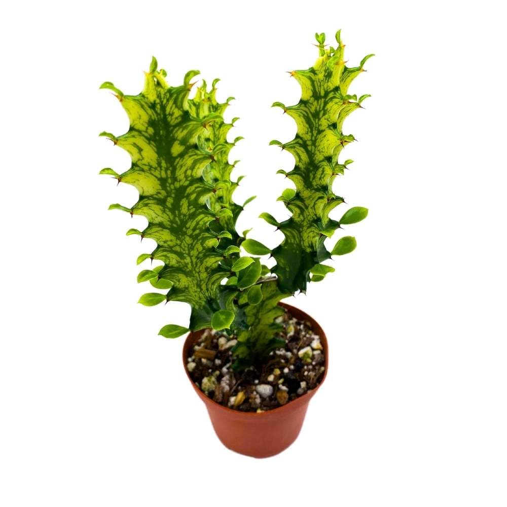 Tricolor Variegated Euphorbia Trigona, 2.5 inch, Green & White African Milk Tree