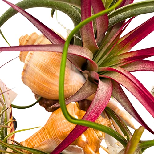 BubbleBlooms Tillandisa Assorment with Nautilus Seashells, Set of 5, Different-Sized airplants Mounted on a Conch