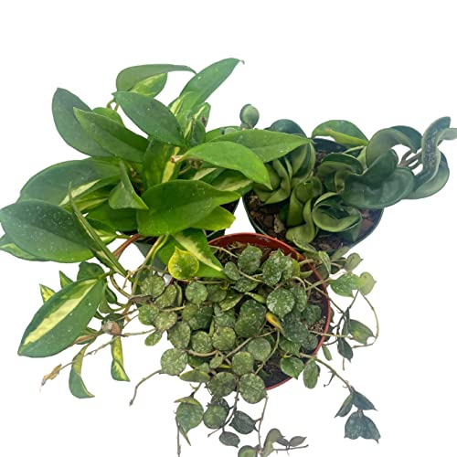 BubbleBlooms Hoya Assortment Set 3 Different Hoyas in 4 inch pots Growers Choice