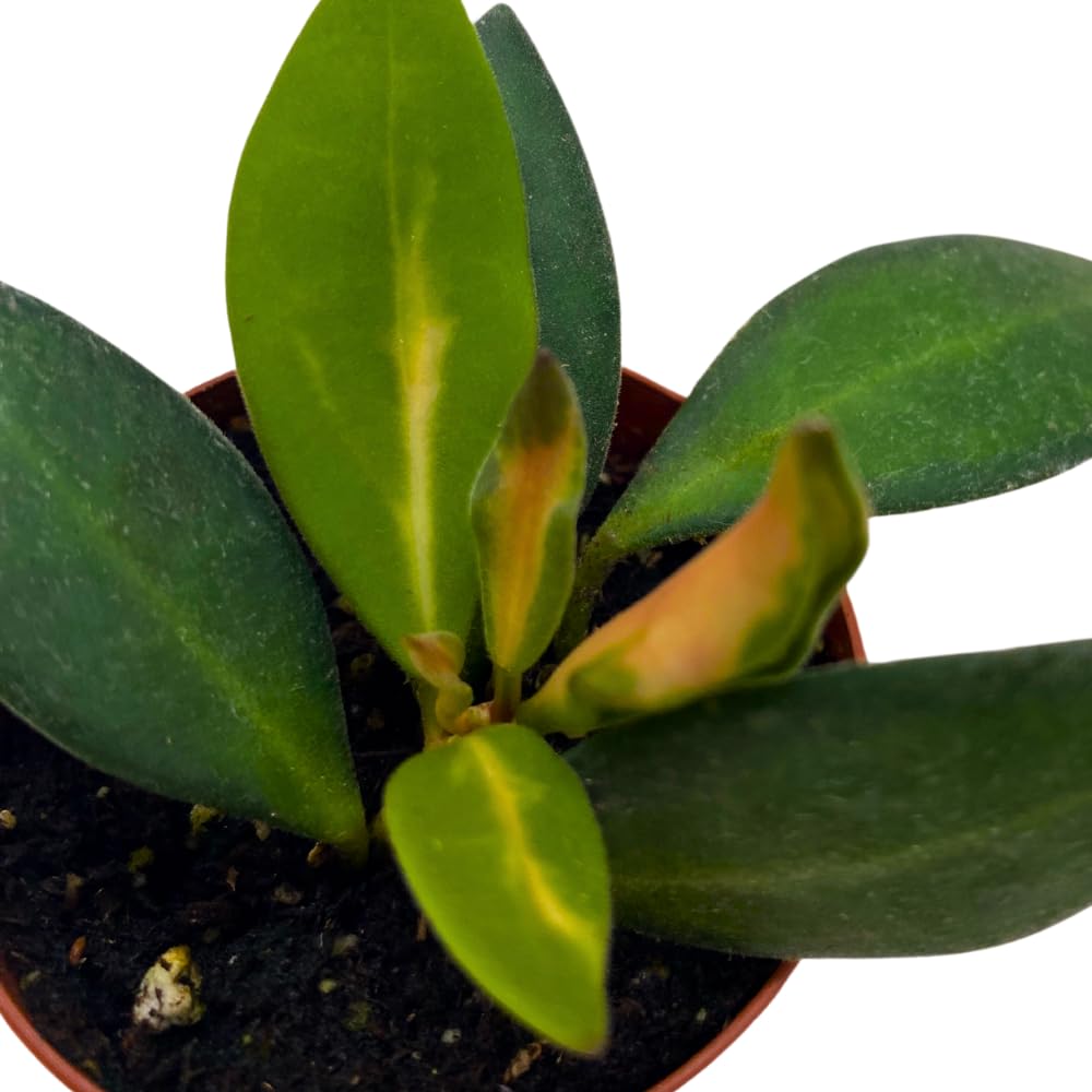 BubbleBlooms Hoya Ds-70 Variegated burtoniae in a 2 inch Pot Tiny Mini Pixie Plant