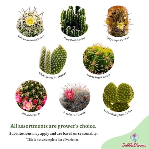 BubbleBlooms Mini Cacti Assortment, 6 Different Cacti in 2 inch pots, Tiny Cactus Set, Grower's Choice