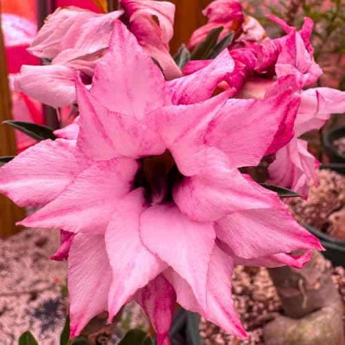 BubbleBlooms Desert Rose Yuhe in a 4 inch Pot Extremely Rare Flower