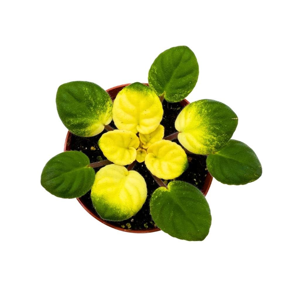 Variegated African Violet Key Lime Treat, 4 inch, Saintpaulia Gesneriads