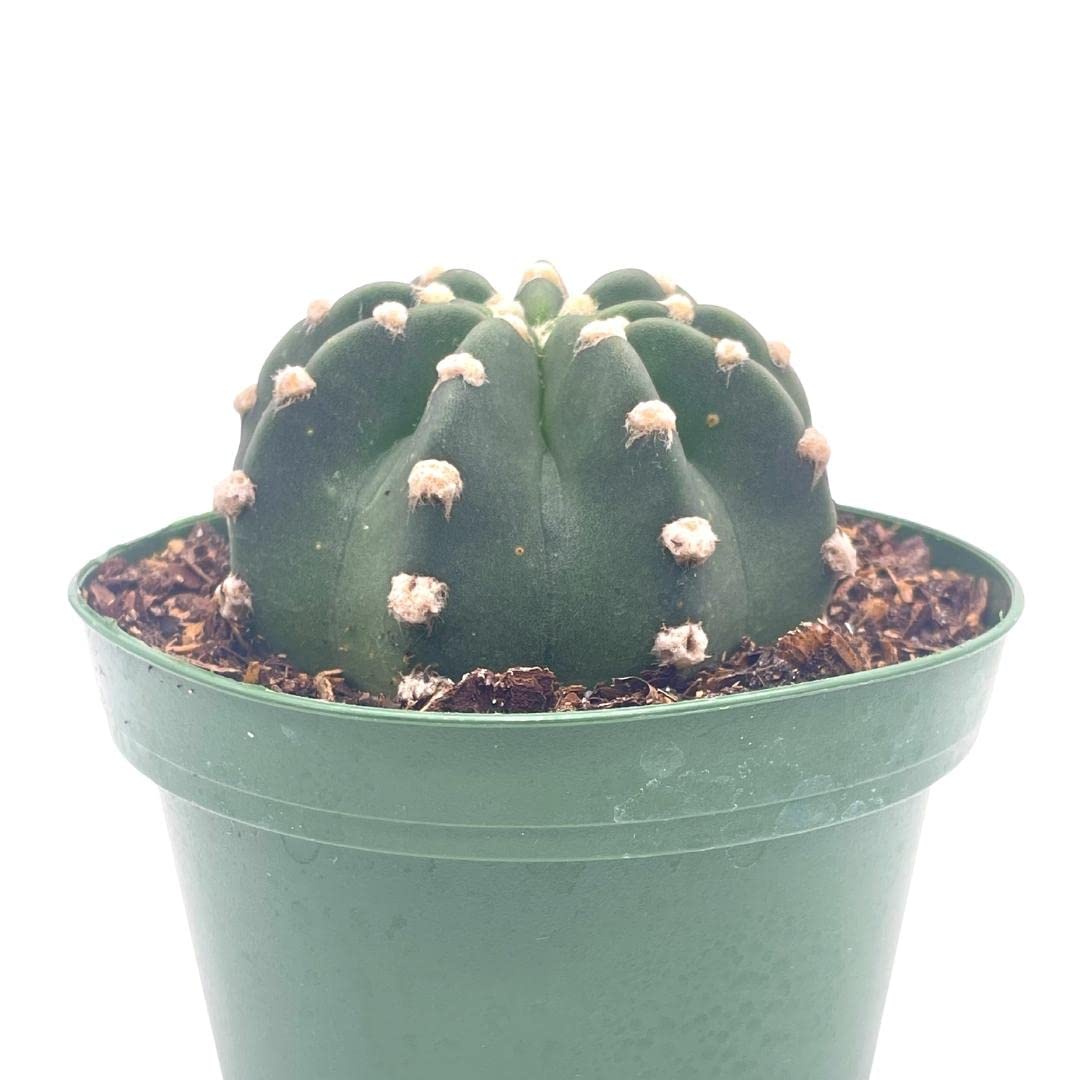 Easter Lily Cactus, Echinopsis subdenudata, Domino Cactus, in a 4 inch Pot