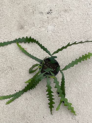 BubbleBlooms Disocactus Anguloger, Selenicereus Anthonynaus, RIC Rac Zip Zag Fishbone Cactus, in a 4 inch Pot