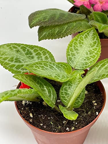 BubbleBlooms Flame Violet, Episcia Cupreata Assortment Set 4 inch pots 5 Different Velvet Plants