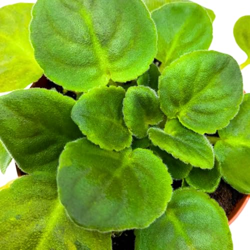 Harmony Foliage African Violet Frosty Cherry 4 inch Red White Flower