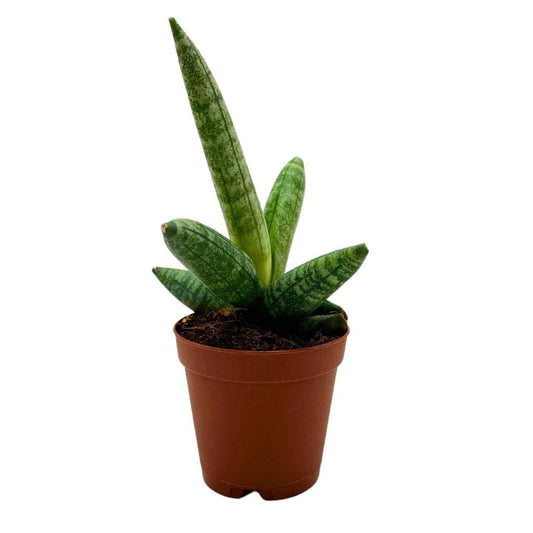 BubbleBlooms Sansevieria Starfish Boncel Cylindrica 2 inch