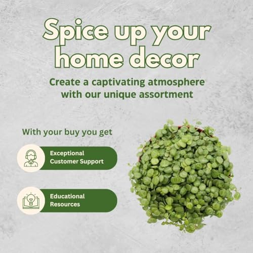 BubbleBlooms String of Turtles, Peperomia prostrata, Live in a 4 inch Pot