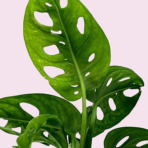 BubbleBlooms Monstera Adansonii Swiss Cheese Plant, Live in a 4 inch Pot by BubbleBlooms